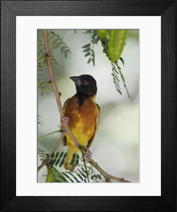 Framed Print : Africa, Kenya, Lake Baringo. Close-up of male Jacksons golden-backed weaver male bird on limb