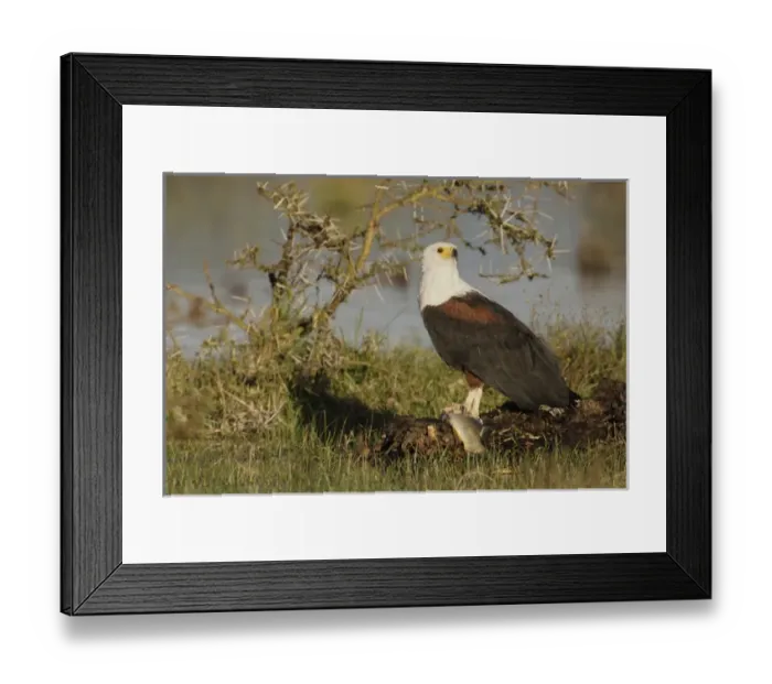 Framed Print : Africa, Kenya, Lake Naivasha. African fish eagle eating prey