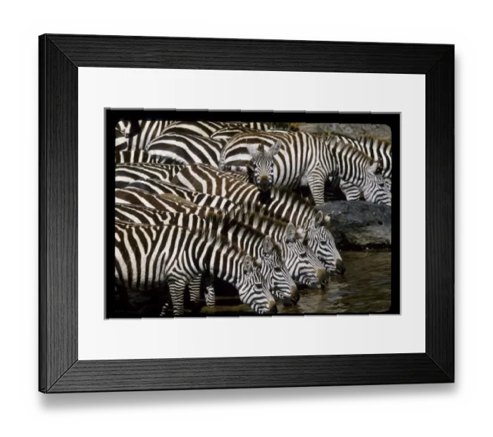 Framed Print : Africa, Kenya. Herd of zebras drinking. Credit as: Joanne Williams / Jaynes Gallery Framed Print : Africa, Kenya. Herd of zebras drinking. Credit as: Joanne Williams / Jaynes Gallery