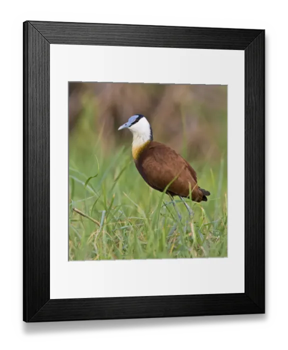 Framed Print : Africa, Kenya. Close-up of jacana bird in grass