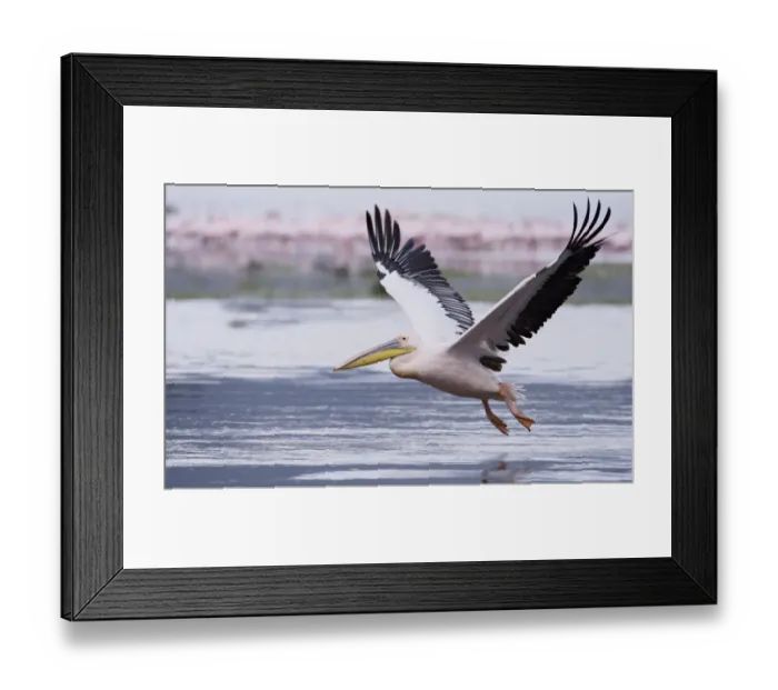 Framed Print : Africa, Kenya, Nakuru National Park. Great white pelican takes fligh from laket. Credit as Framed Print : Africa, Kenya, Nakuru National Park. Great white pelican takes fligh from laket. Credit as