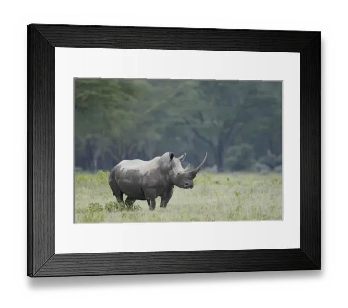 Framed Print : Africa, Kenya, Nakuru National Park. Endangered white rhinoceros with long horn standing in grass Framed Print : Africa, Kenya, Nakuru National Park. Endangered white rhinoceros with long horn standing in grass