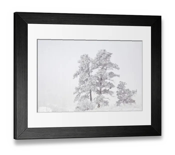 Framed Print : USA, Colorado, Ute Pass. Heavy hoarfrost in the air coats vegetation Framed Print : USA, Colorado, Ute Pass. Heavy hoarfrost in the air coats vegetation