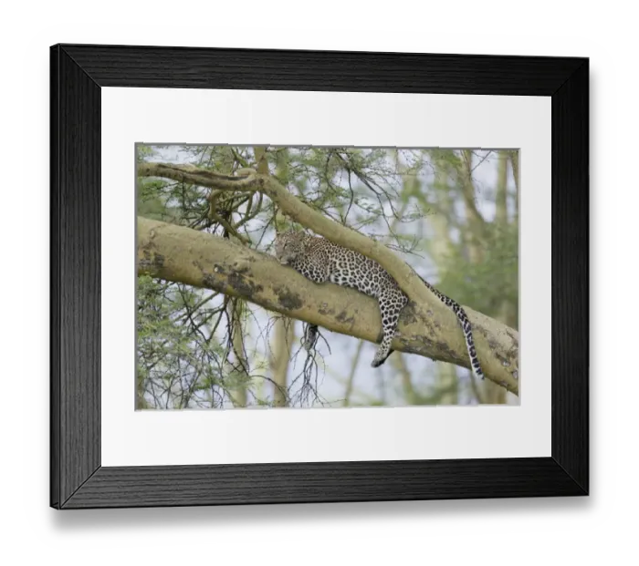 Framed Print : Africa, Kenya, Nakuru National Park. Leopard relaxing in tree