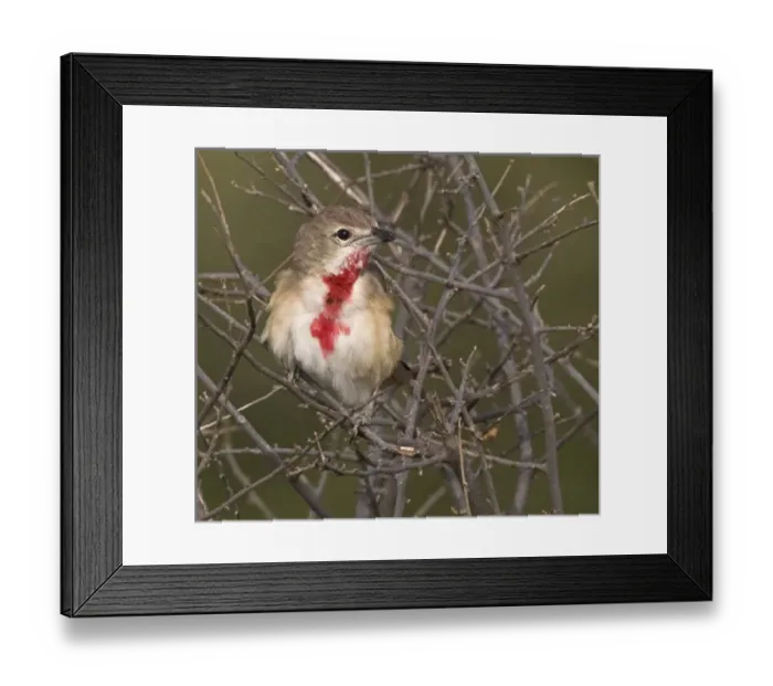 Framed Print : Africa, Kenya. Rosy-patched bushshrike bird perched among tree limbs