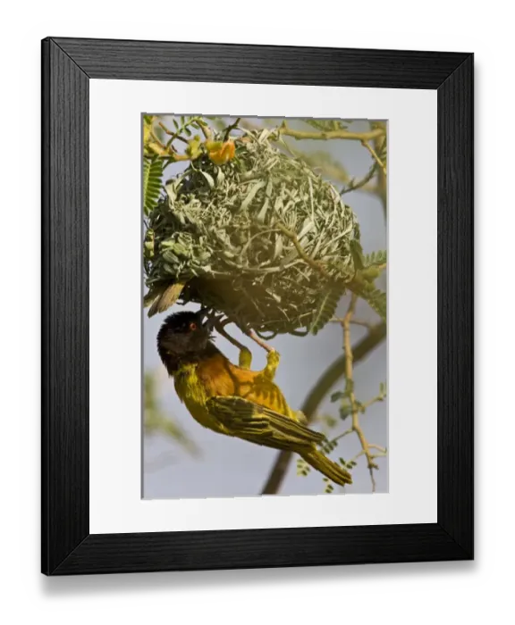 Framed Print : Africa, Kenya. Brown-capped weaver bird building nest Framed Print : Africa, Kenya. Brown-capped weaver bird building nest