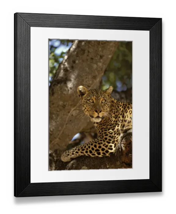 Framed Print : Africa, Kenya, Masai Mara Reserve. Leopard lounges in a fig tree Framed Print : Africa, Kenya, Masai Mara Reserve. Leopard lounges in a fig tree