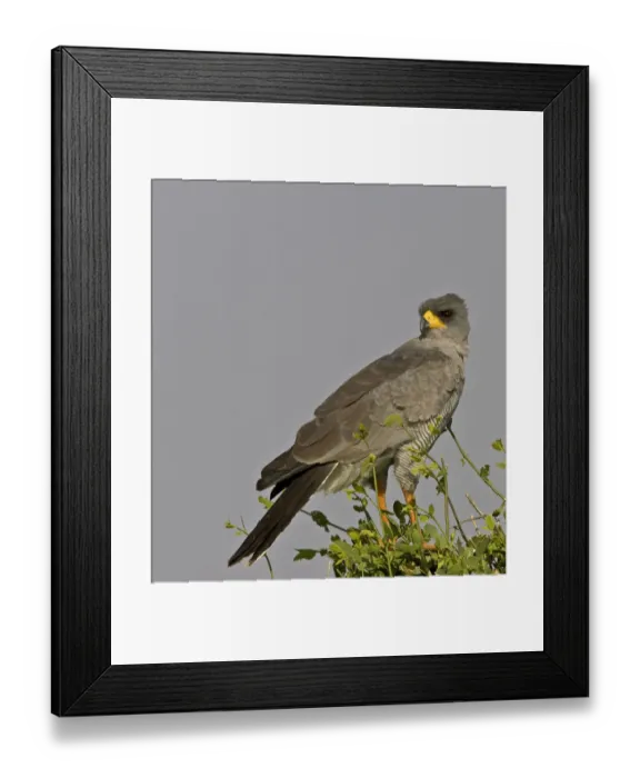 Framed Print : Africa, Kenya. Close-up of Chanting Goshawk on bush