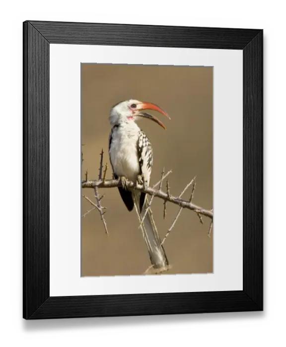 Framed Print : Africa, Kenya. Red-billed hornbill bird perched on thorny tree limb Framed Print : Africa, Kenya. Red-billed hornbill bird perched on thorny tree limb