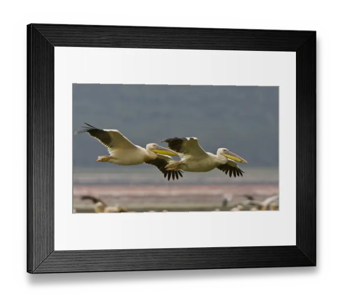 Framed Print : Africa, Kenya. Pair of great white pelicans gliding