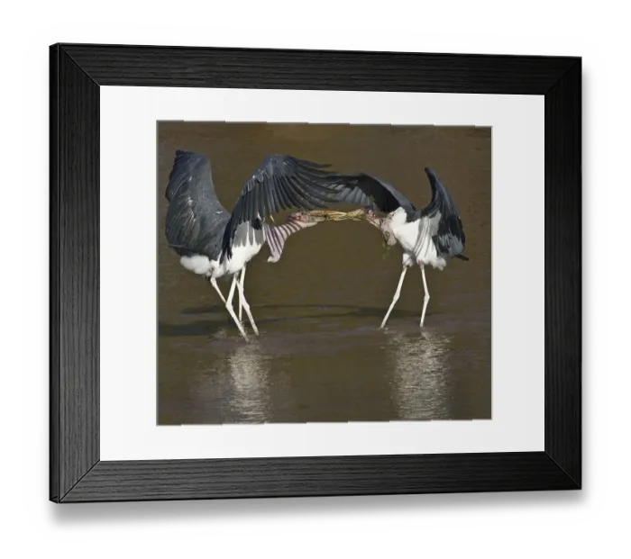 Framed Print : Africa, Kenya. Marabou storks struggle over nesting material Framed Print : Africa, Kenya. Marabou storks struggle over nesting material