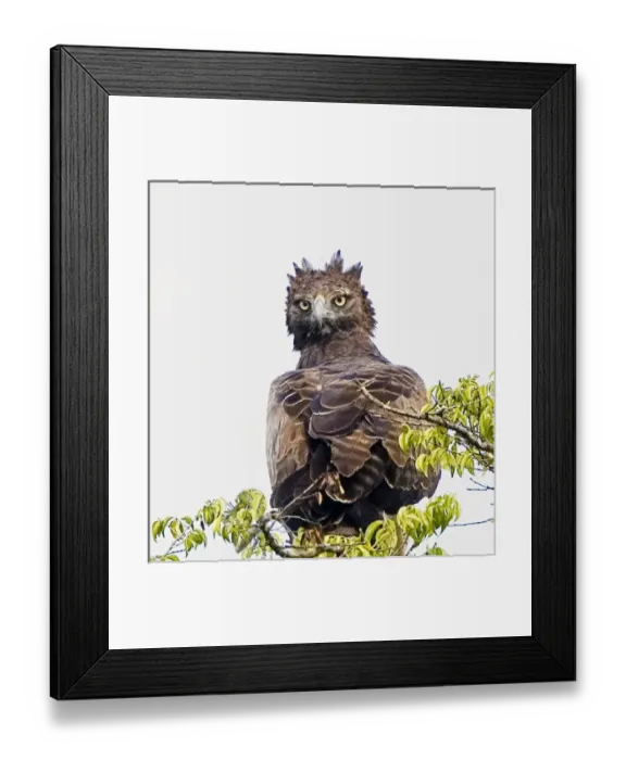 Framed Print : Africa, Kenya. Martial eagle perched on tree limb Framed Print : Africa, Kenya. Martial eagle perched on tree limb