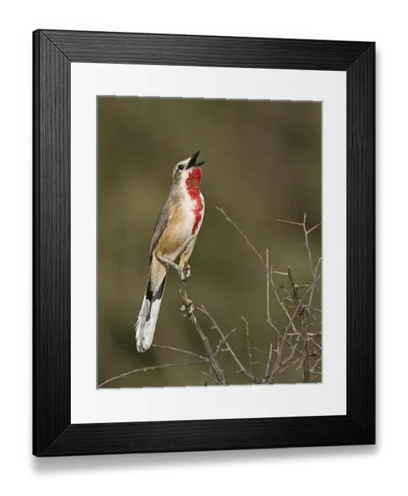 Framed Print : Africa, Kenya. Singing rosy-patched bushshrike bird perched on tree limb. Credit as Framed Print : Africa, Kenya. Singing rosy-patched bushshrike bird perched on tree limb. Credit as