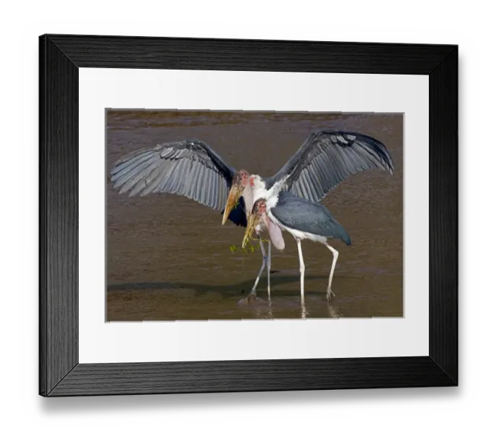 Framed Print : Africa, Kenya. Pair of marabou storks in shallow water Framed Print : Africa, Kenya. Pair of marabou storks in shallow water