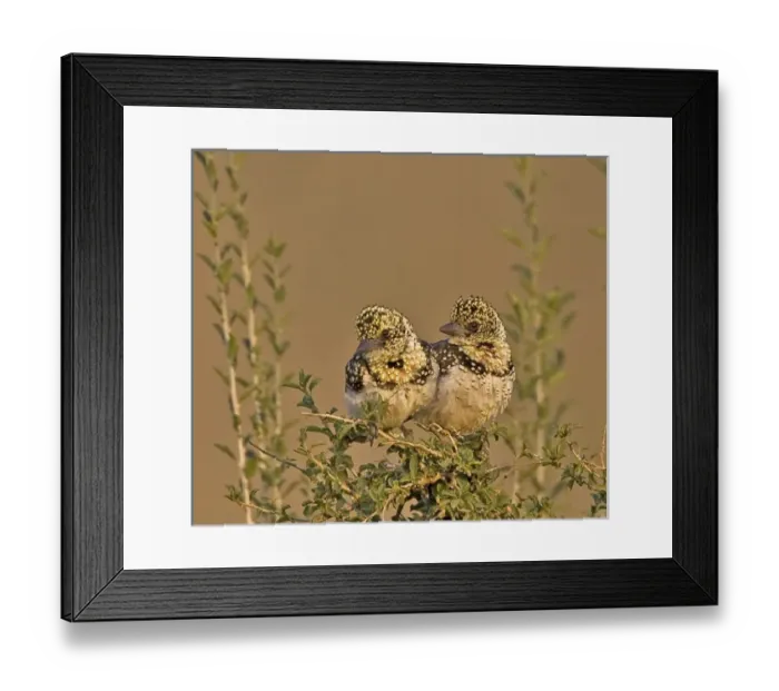 Framed Print : Africa, Kenya. Pair of red-yellow barbets perched on tree limb Framed Print : Africa, Kenya. Pair of red-yellow barbets perched on tree limb