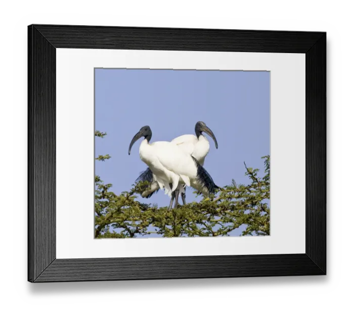 Framed Print : Africa, Kenya. Pair of sacred ibis birds stand on limbs Framed Print : Africa, Kenya. Pair of sacred ibis birds stand on limbs