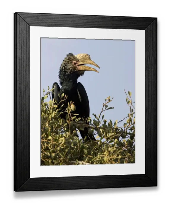 Framed Print : Africa, Kenya. Silvery-cheeked hornbill bird perched in tree Framed Print : Africa, Kenya. Silvery-cheeked hornbill bird perched in tree