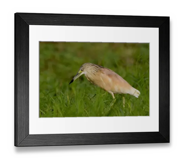 Framed Print : Africa, Kenya. Squacco heron bird in green grass Framed Print : Africa, Kenya. Squacco heron bird in green grass
