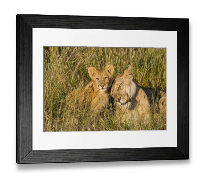 Framed Print : Africa, Kenya, Masai Mara National Reserve. African Lion (Panthera leo) female with cubs