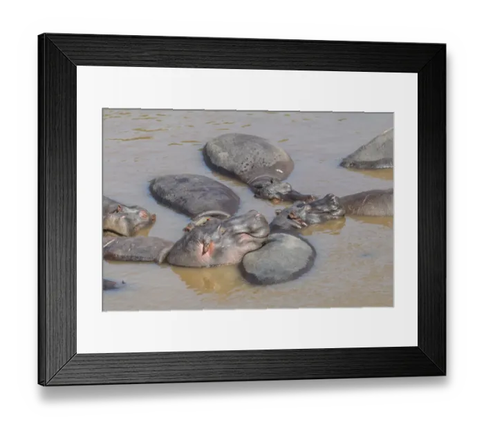 Framed Print : Africa, Kenya, Masai Mara National Reserve, Mara River. Hippopotamus (Hippopotamus amphibius)