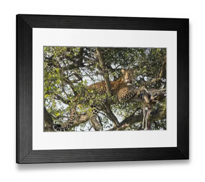 Framed Print : Africa, Kenya, Masai Mara National Reserve, African Leopard (Panthera pardus pardus)