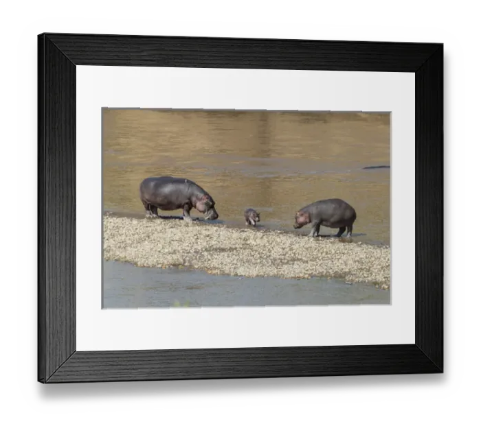 Framed Print : Africa, Kenya, Masai Mara National Reserve, Mara River. Hippopotamus (Hippopotamus amphibius)