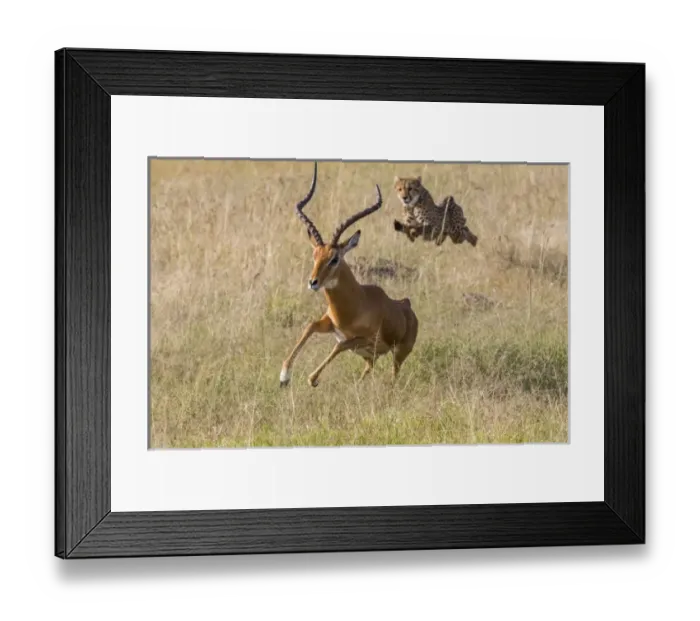 Framed Print : Africa, Kenya, Masai Mara, Cheetah (Acinonyx jubatus) chasing Impala (Aepyceros melampus) Framed Print : Africa, Kenya, Masai Mara, Cheetah (Acinonyx jubatus) chasing Impala (Aepyceros melampus)