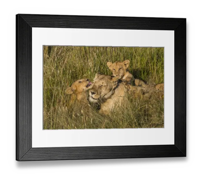 Framed Print : Africa, Kenya, Masai Mara National Reserve. African Lion (Panthera leo) female with cubs