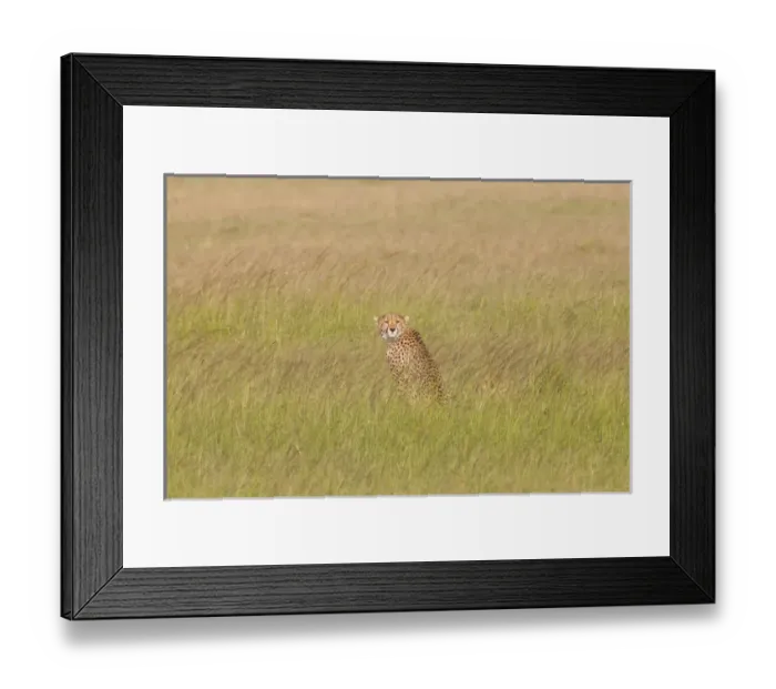 Framed Print : Africa, Kenya, Masai Mara National Reserve. Cheetah (Acinonyx jubatus). 2016-08-04