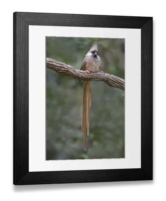 Framed Print : Africa, Kenya. Speckled mousebird sits on tree limb Framed Print : Africa, Kenya. Speckled mousebird sits on tree limb