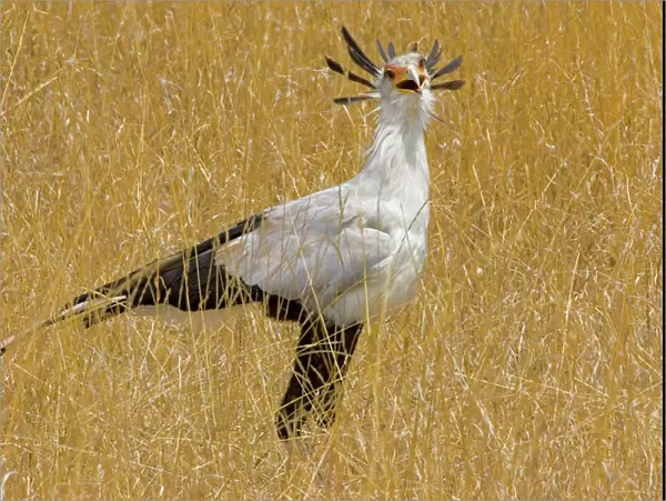 Africa, Kenya. Secretary bird in tall grass
