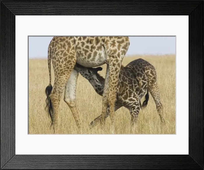 Framed Print : Africa, Kenya, Masai Mara. Baby Masai giraffe nursing its mother Framed Print : Africa, Kenya, Masai Mara. Baby Masai giraffe nursing its mother