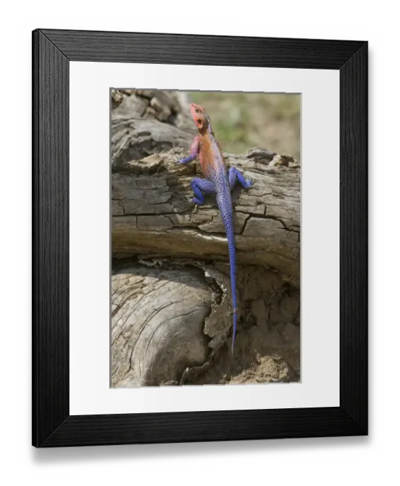 Framed Print : Africa, Kenya. Colorful African lizard on log Framed Print : Africa, Kenya. Colorful African lizard on log