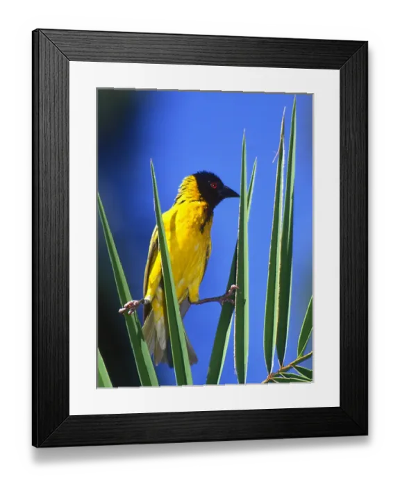 Framed Print : Kenya, Masai Mara National Wildlife Reserve. Masked weaver bird clings to leaves Framed Print : Kenya, Masai Mara National Wildlife Reserve. Masked weaver bird clings to leaves