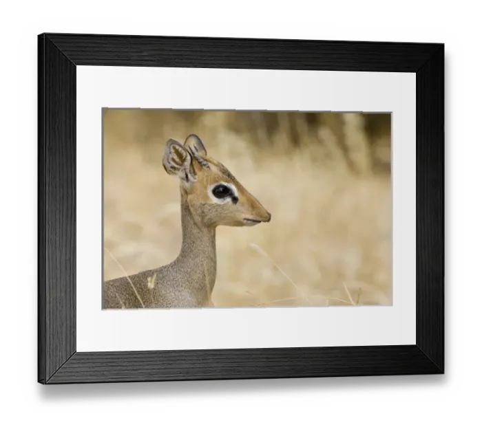 Framed Print : Africa, Kenya. Profile of dik dik. Credit as: Joanne Williams / Jaynes Gallery / DanitaDelimont Framed Print : Africa, Kenya. Profile of dik dik. Credit as: Joanne Williams / Jaynes Gallery / DanitaDelimont