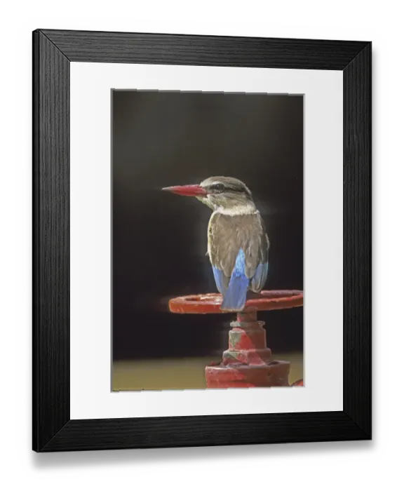 Framed Print : Africa, Kenya. Close-up of brown-headed kingfisher sitting on valve wheel. Credit as