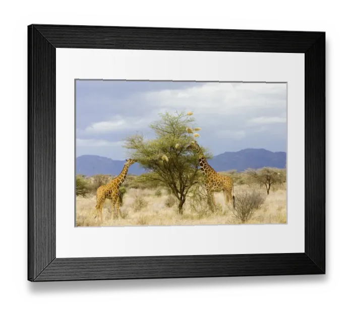 Framed Print : Africa, Kenya. Two giraffes eat leaves off tree Framed Print : Africa, Kenya. Two giraffes eat leaves off tree