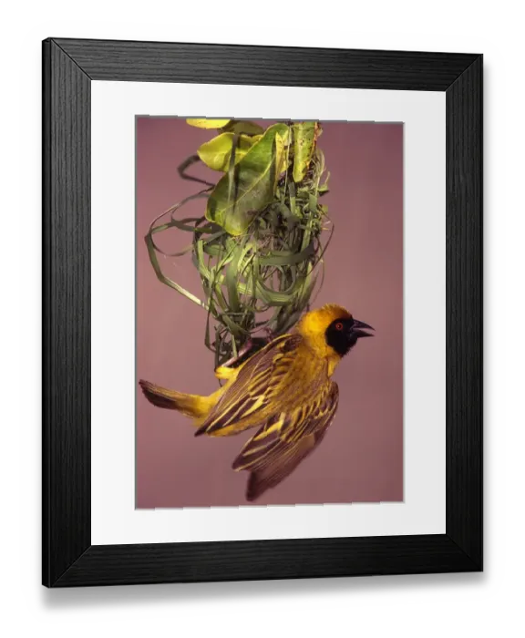 Framed Print : Kenya, Masai Mara National Wildlife Reserve. Masked weaver bird weaving a nest