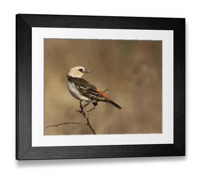 Framed Print : Africa, Kenya. White-headed buffalo weaver on limb Framed Print : Africa, Kenya. White-headed buffalo weaver on limb