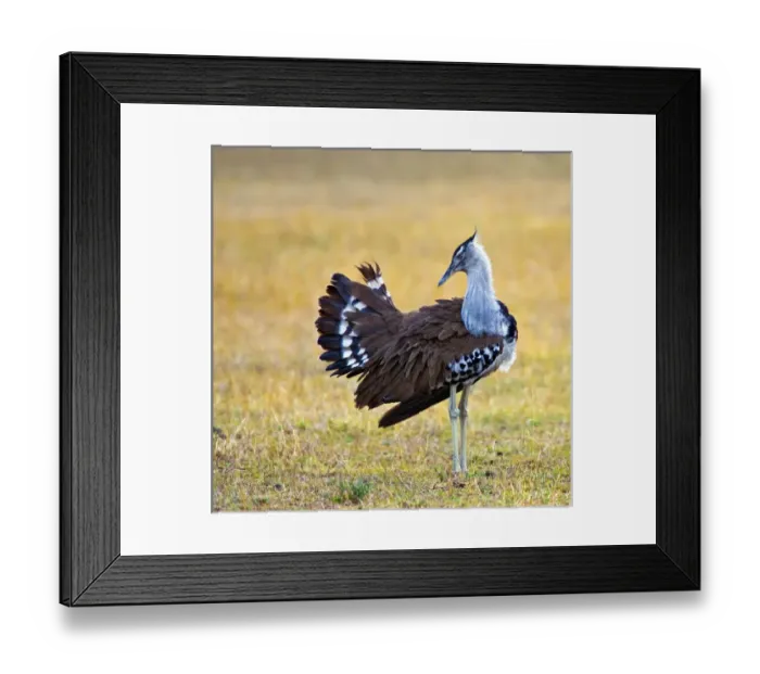 Framed Print : Africa, Kenya. Kori bustard bird standing in a field Framed Print : Africa, Kenya. Kori bustard bird standing in a field