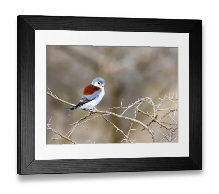 Framed Print : Africa, Kenya. Pygmy falcon bird on limb