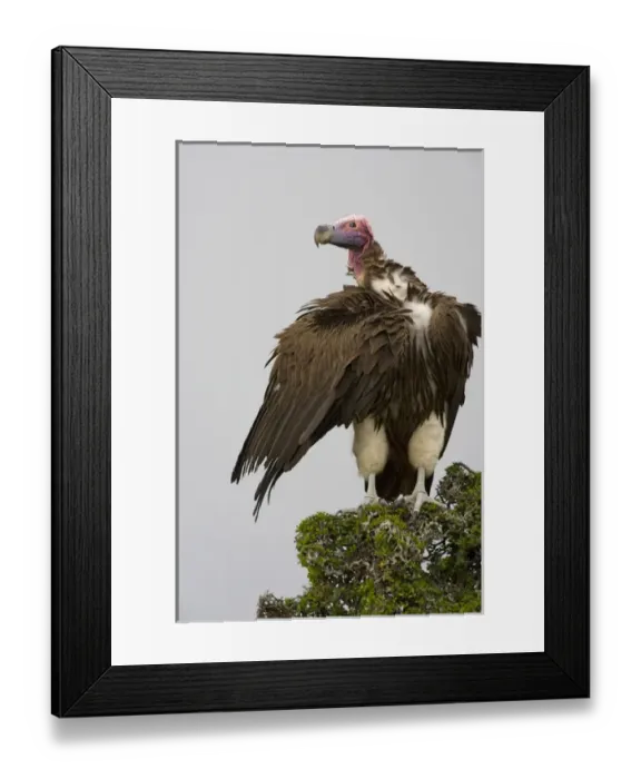 Framed Print : Africa, Kenya. Close-up of lappet-faced vulture standing on treetop Framed Print : Africa, Kenya. Close-up of lappet-faced vulture standing on treetop