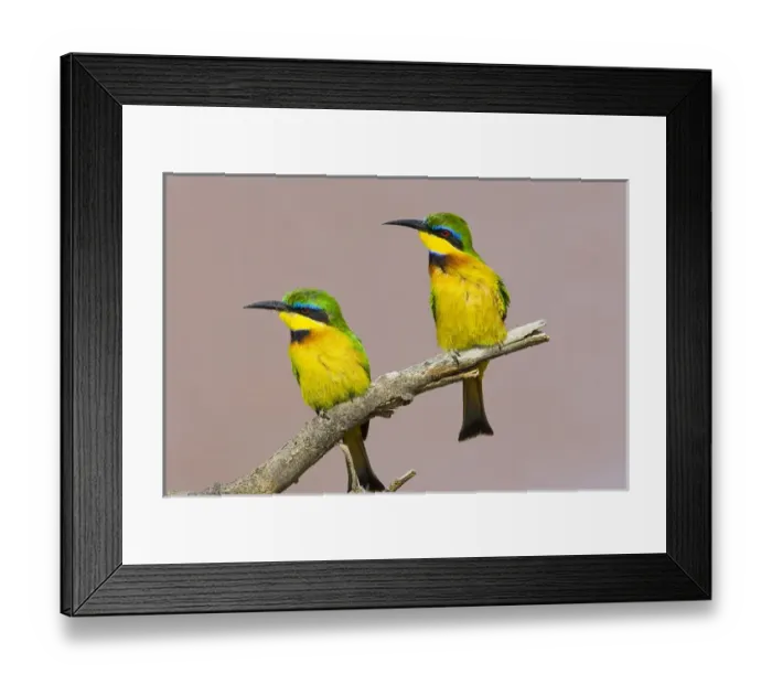 Framed Print : Africa, Kenya. Close-up of two little bee-eater birds on limb Framed Print : Africa, Kenya. Close-up of two little bee-eater birds on limb