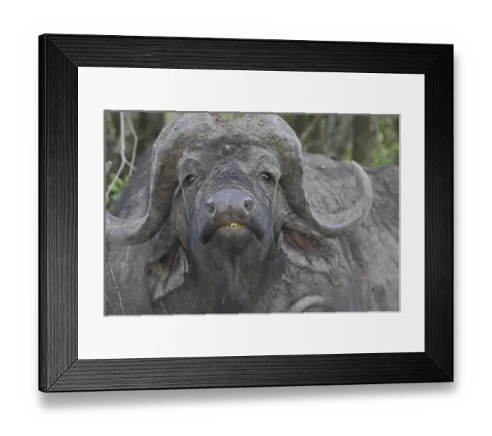 Framed Print : Africa, Kenya. Frontal view of Cape buffalo Framed Print : Africa, Kenya. Frontal view of Cape buffalo