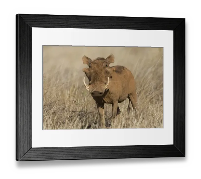 Framed Print : Africa, Kenya. Frontal view of male warthog with tusks Framed Print : Africa, Kenya. Frontal view of male warthog with tusks