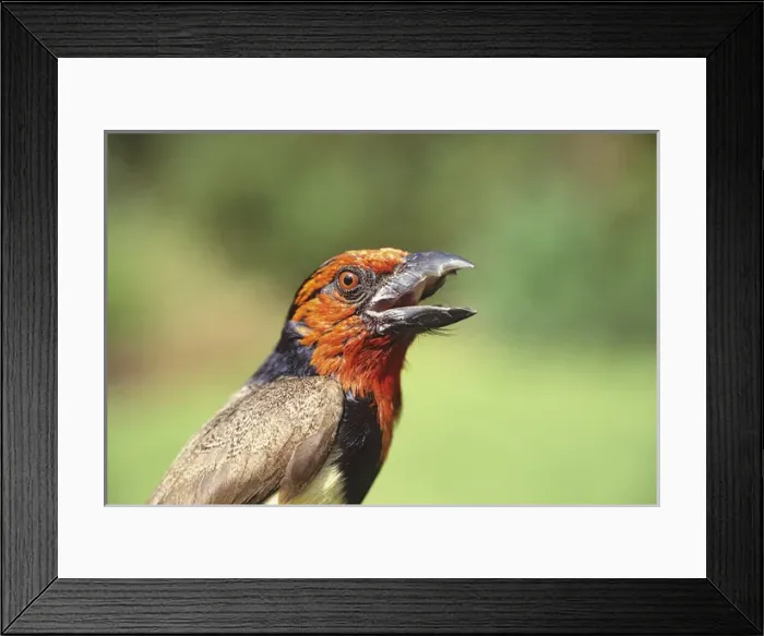 Framed Print : Africa, Kenya. Close-up of black-collared barbet bird calling Framed Print : Africa, Kenya. Close-up of black-collared barbet bird calling