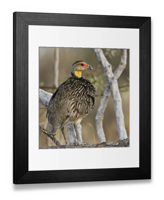 Framed Print : Africa, Kenya. Yellow-necked spurfowl bird standing on tree trunk Framed Print : Africa, Kenya. Yellow-necked spurfowl bird standing on tree trunk
