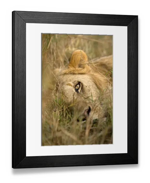 Framed Print : Africa, Kenya, Masai Mara Game Reserve. Male lion sleeping in grass Framed Print : Africa, Kenya, Masai Mara Game Reserve. Male lion sleeping in grass