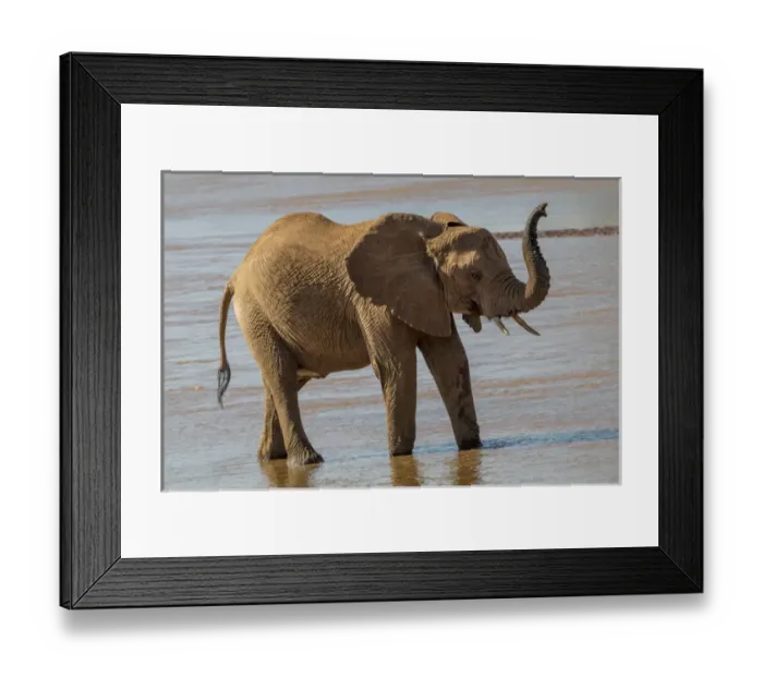 Framed Print : Africa, Kenya, Samburu, Ewaso Ng iro River, African elephant (Loxodonta africana) Framed Print : Africa, Kenya, Samburu, Ewaso Ng iro River, African elephant (Loxodonta africana)