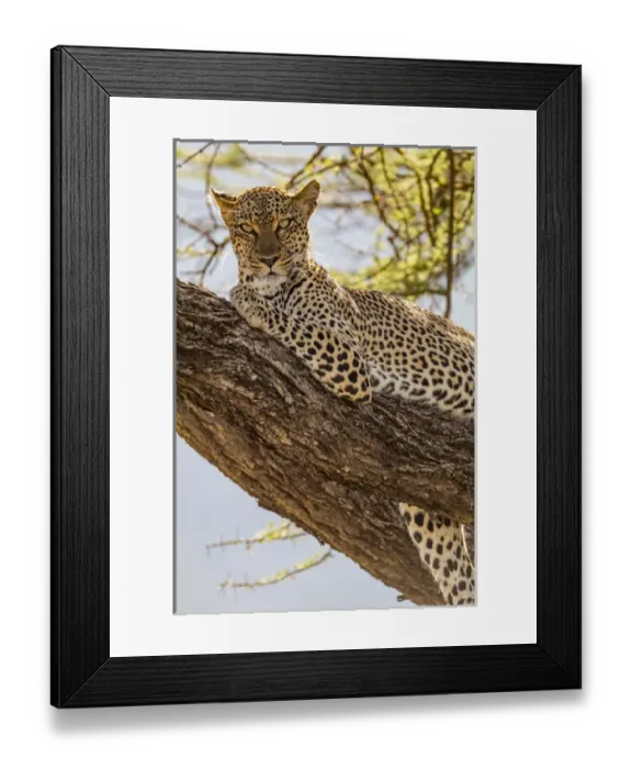 Framed Print : Africa, Kenya, Samburu National Reserve. African Leopard (Panthera pardus pardus) in tree